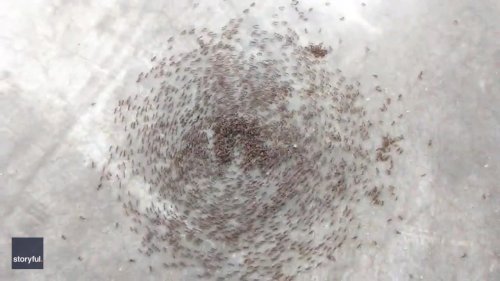 Fascinating 'Ant Death Spiral' Caught on Camera in Venezuela