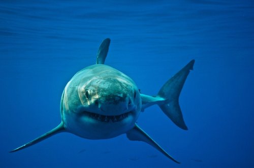 This "freaking massive" shark circling a kayaker has shaken the fishing world