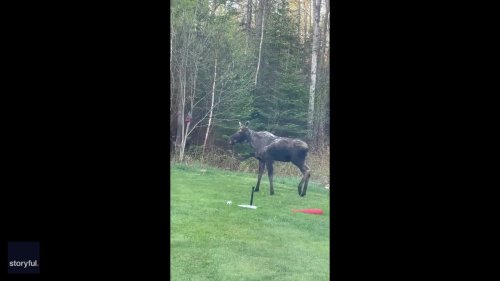 Moose Explores Family's Backyard in Maine