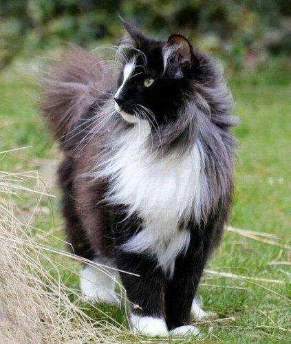 Majestic Cat Names