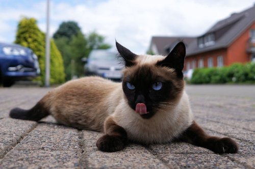 Why does everyone want a Siamese Munchkin Cat? 
