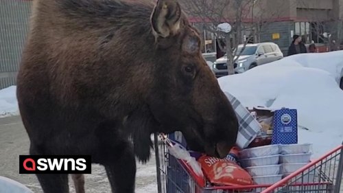 Moose tries to steal food from shopping trolley in supermarket car park