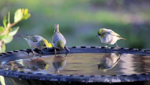 Why Putting A Bird Bath In Your Yard May Not Be The Best Idea