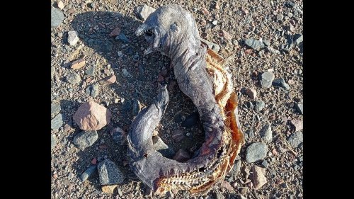 What is this orc-like mystery creature that washed up in Egypt?