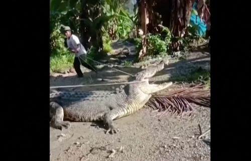 Watch an Indonesian man wrangle a 14-foot crocodile with a rope