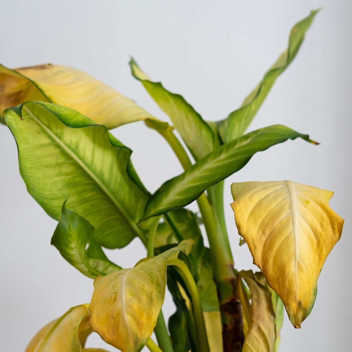 How To Save Sick Houseplants and Keep Them Happy All Winter