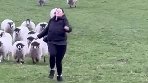 Funny moment woman chased down a hill - by 37 sheep