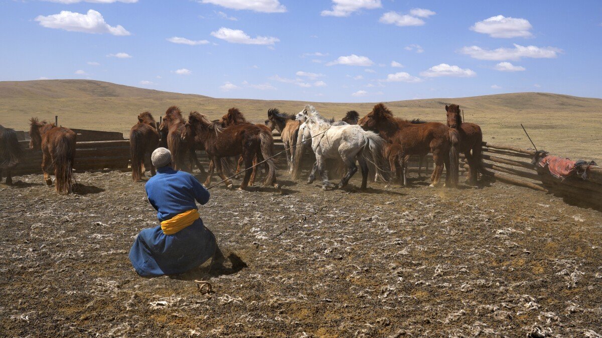 Mongolia's herders fight climate change with their own adaptability and new technology | AP Photos