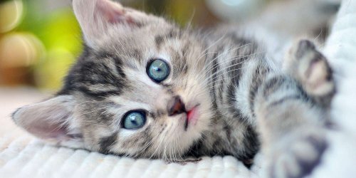 Kitten Season Is Here: This Is How to Get Ready to Adopt a New Fur Baby