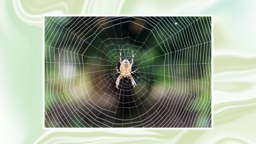 It's spider season: how to get rid of these pesky pests
