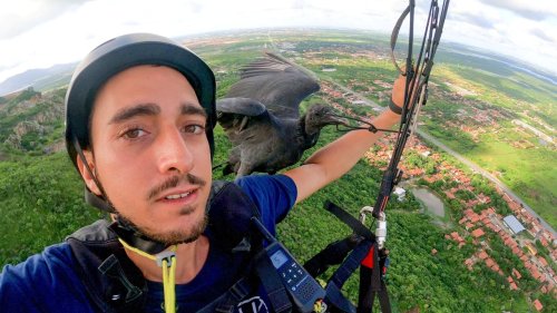 Vulture flies alongside paraglider and sits on his lap 100ft in the air