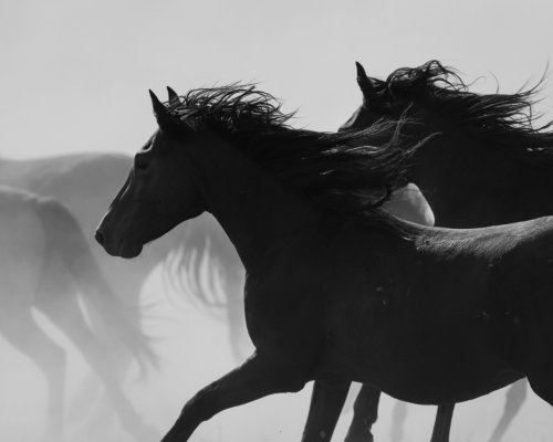 Wild horses, through the eyes of 5 photographers