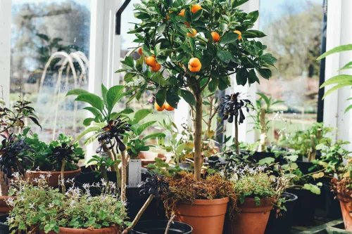 How to Make Potting Soil for Citrus Trees