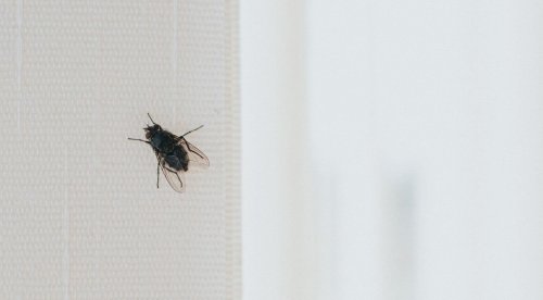 How to get rid of flies from the house