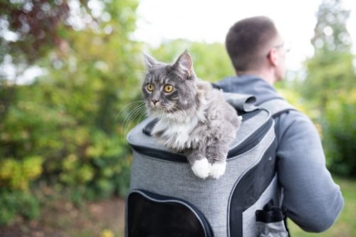 5 Top Tips for Traveling With Your Cat