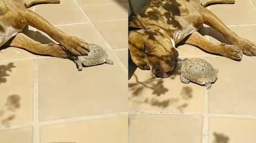 'Dog HILARIOUSLY reacts to the turtle bothering his sunbathing experience '