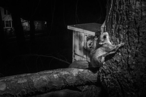 Magazine - CRITTERS