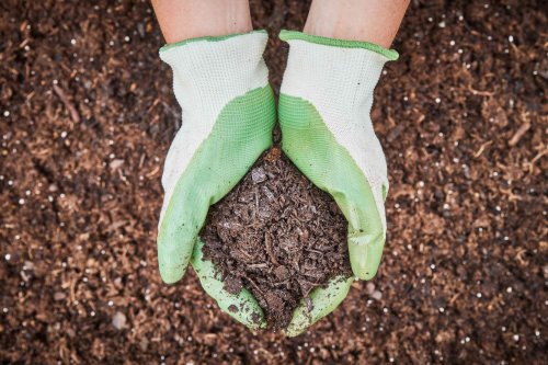 No Dig Gardening: Letting Nature Do The Work