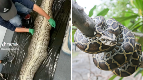 An 18-Foot Burmese Python In Florida Swallowed An Alligator Whole 