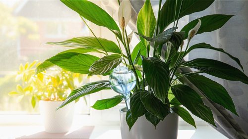 Fertilize Your Peace Lilies With Common Household Items
