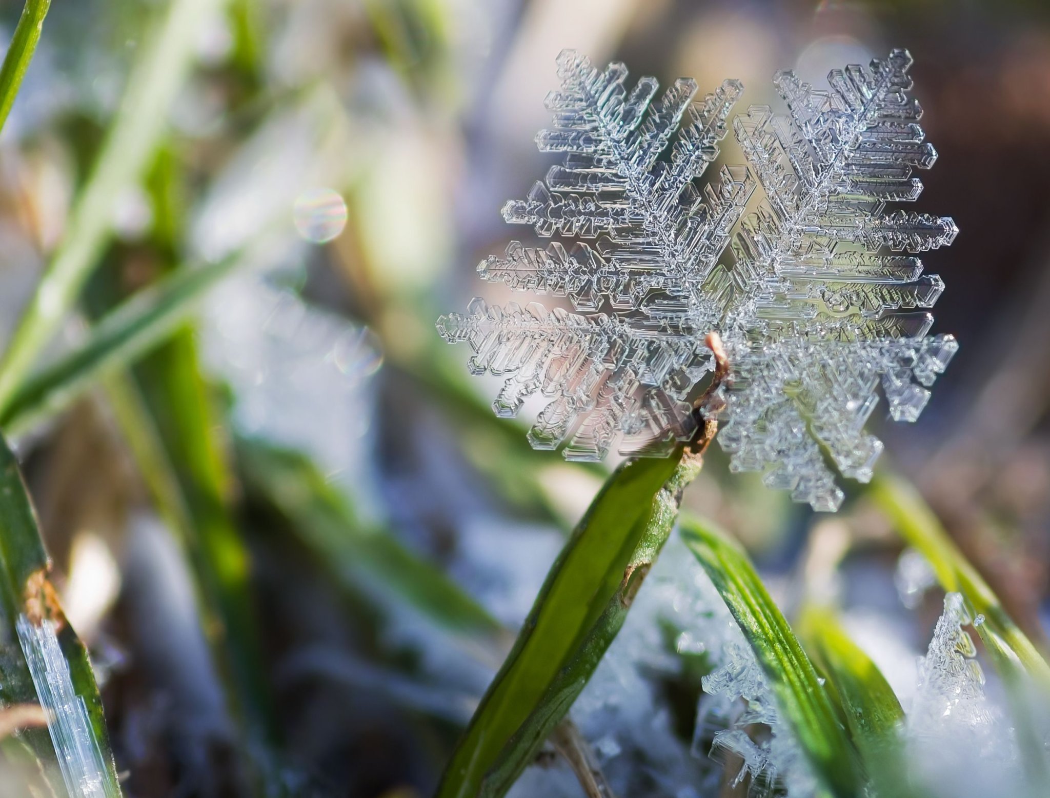 how-short-to-cut-grass-before-winter