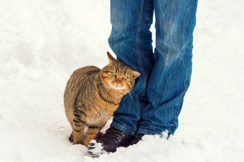 What Does it Mean When Your Cat Rubs Up Against You? 
