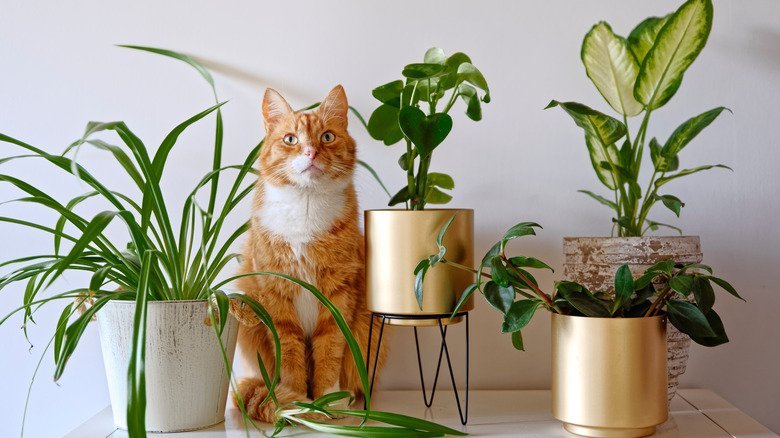 The Houseplants You Should Avoid If You Have Cats