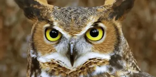 Magazine - This Is for the Birds!