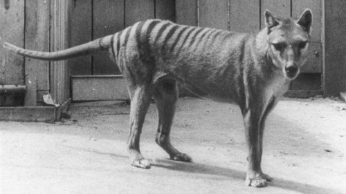 Real Life 'Jurassic Park'? Scientists Work to Bring Back Extinct Thylacine