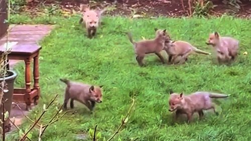Woman's garden has become home for cute fox cubs