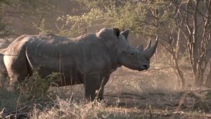After Decades of Extinction White and Black Rhinos Have Been Reintroduced to Mozambique