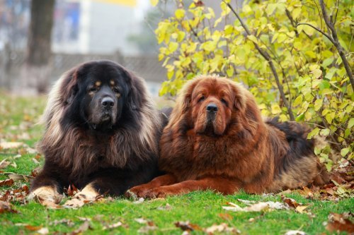 Big dog breeds