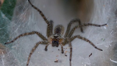 The Deadliest Spider in the World Changes Its Venom Recipe Depending On Its Mood