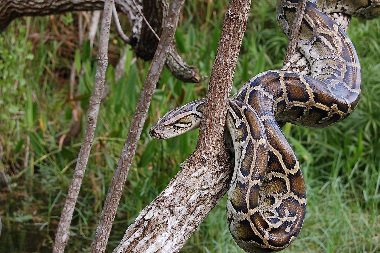 Invasive Species In The Florida Everglades