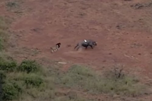 Freshly released into the wild, this rhino started a tussle with a lion 😳