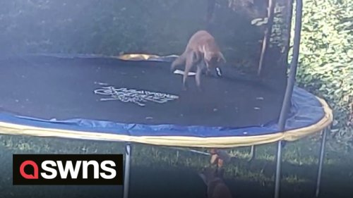 Adorable video shows two foxes BOUNCING on family's trampoline