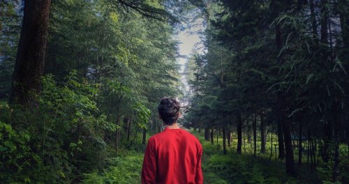 If you ever get lost in the woods, here's what you need to do