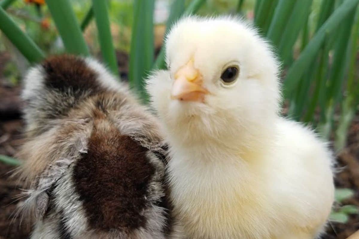 How To Raise Chickens For Eggs