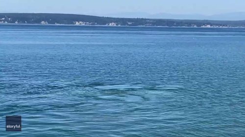 Golden Retriever Splashes Around With Gray Whale off Whidbey Island