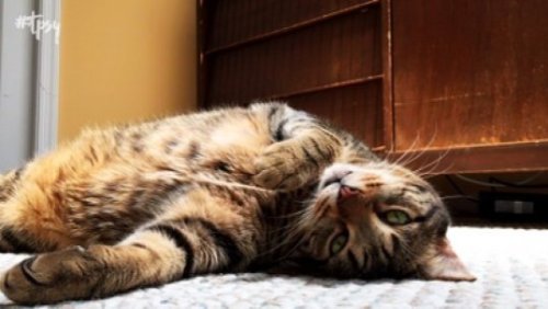 Knowing this Little Secret Will Make Being a New Cat Owner Easier