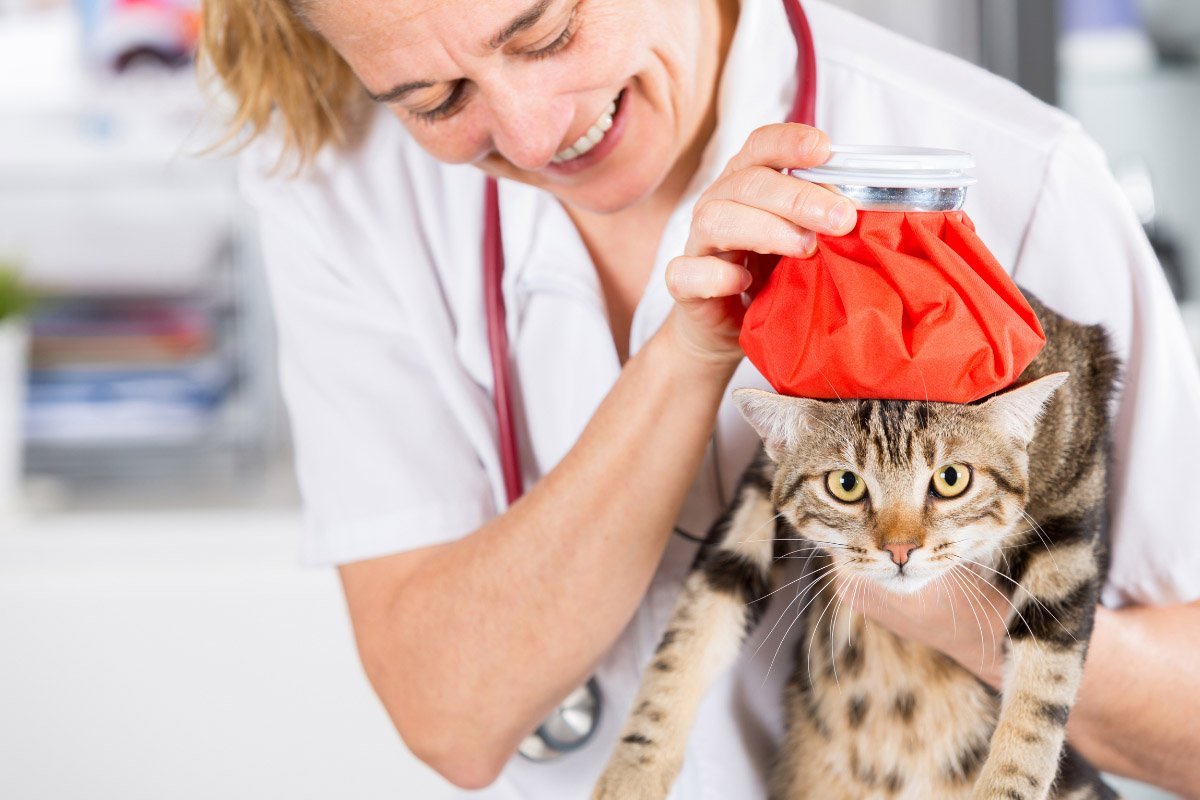 Can Cats Get Colds?