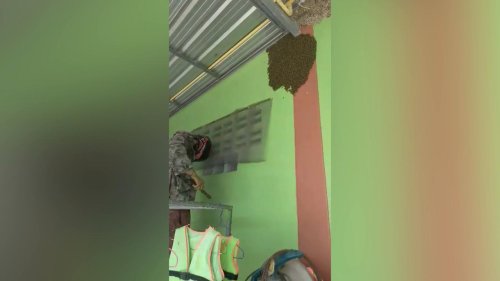 Thailand: Father wears motorcycle helmet to do DIY next to bee hive