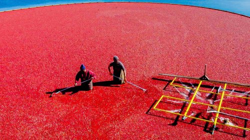 How Ocean Spray Harvests Millions Of Cranberries For Thanksgiving