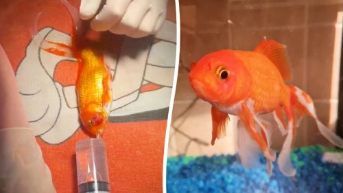 Vet operates on a 17-year-old goldfish with a deadly tumour