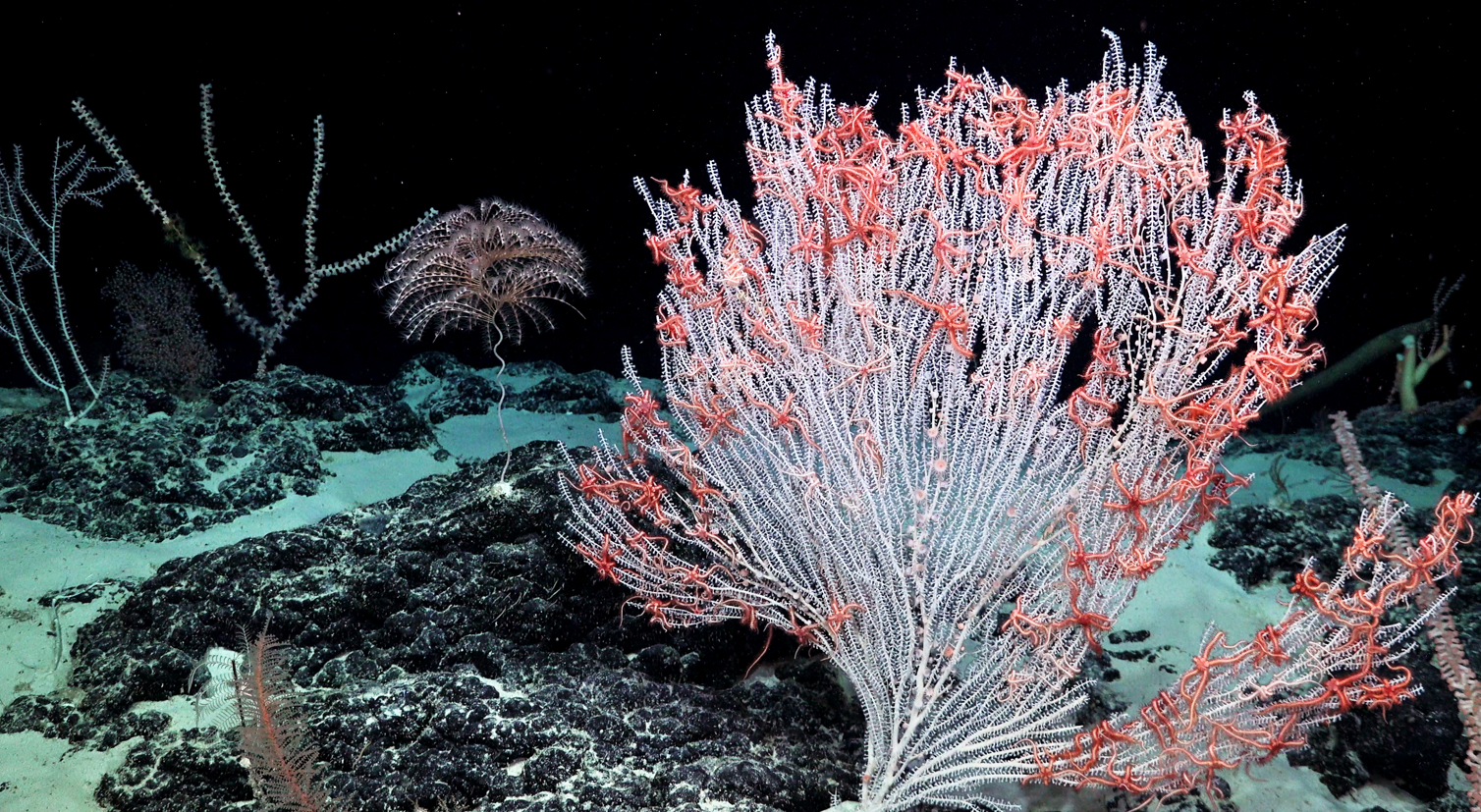 See wild, stunning creatures just found in the unexplored deep ocean
