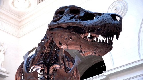 A Discovery Unlike Any Other! A Fossil Inside a T-Rex Reveals What It Had for Lunch