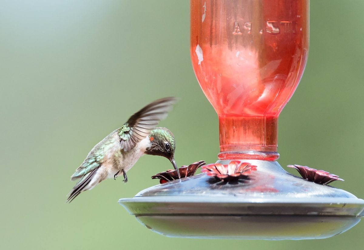 7 Natural Ways to Keep Wasps Away From Hummingbird Feeders | Flipboard