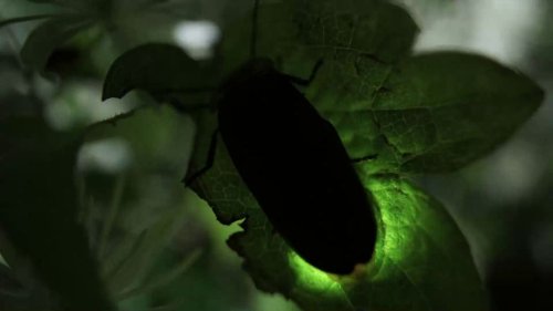 Humans Are Putting Fireflies at Risk of Extinction