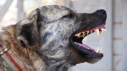 Best Guard Dog Breeds With Strong Protective Nature