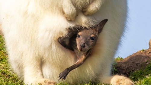Wallaby joey emerges from albino mother's pouch after seven months inside